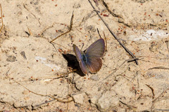 Zizeeria knysna