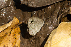 Ypthima impura paupera