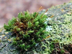 Ulota bruchii