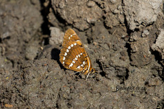 Byblia