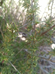Cliffortia cristata