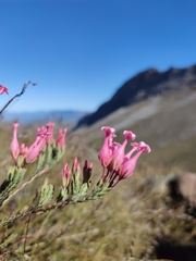 Erica junonia minor