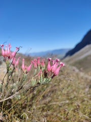 Erica junonia minor