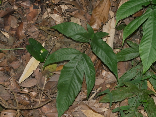 Tectaria polymorpha (Tectaria polymorpha)