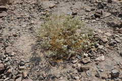 Chrozophora oblongifolia