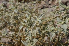 Chrozophora oblongifolia
