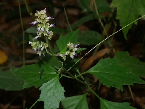 Pogostemon formosanus, photograph 4
