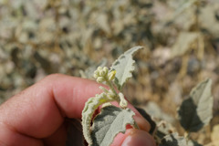 Chrozophora oblongifolia