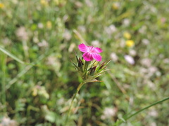 Dianthus balbisii