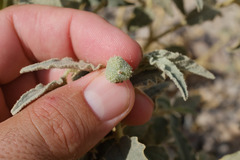Chrozophora oblongifolia