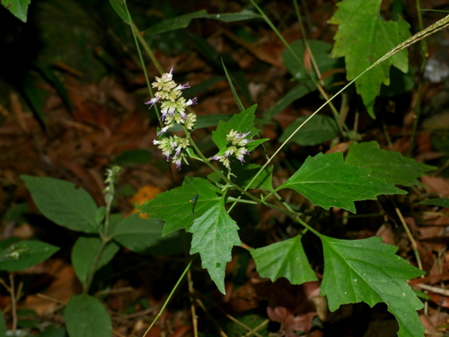 Pogostemon formosanus, photograph 5