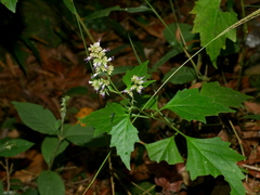 Pogostemon formosanus, photograph (c) Jacy Chen, some rights reserved (CC BY)