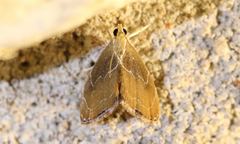 Glaphyria peremptalis