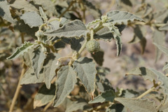 Chrozophora oblongifolia