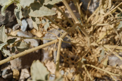 Chrozophora oblongifolia