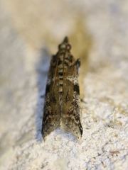 Amyelois transitella