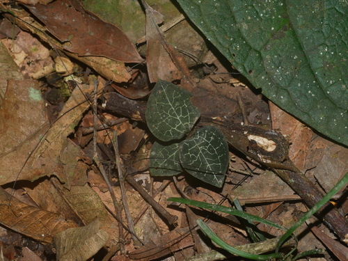 Image of Anoectochilus formosanus by (c) Jacy Chen, some rights reserved (CC BY)