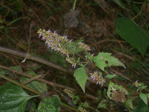 Pogostemon formosanus, photograph 3