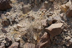 Teucrium stocksianum