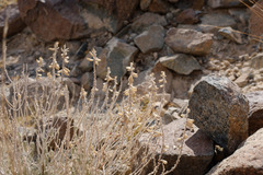Teucrium stocksianum