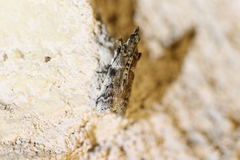 Amyelois transitella