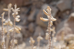 Teucrium stocksianum