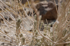 Teucrium stocksianum