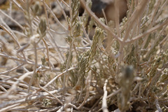 Teucrium stocksianum