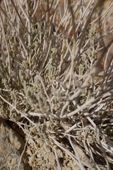 Teucrium stocksianum