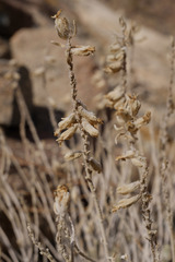 Teucrium stocksianum