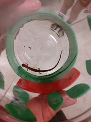 Eurycea chamberlaini