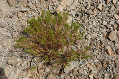 Pulicaria glutinosa