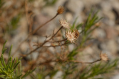 Pulicaria glutinosa