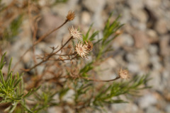 Pulicaria glutinosa