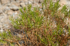 Pulicaria glutinosa