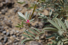 Tephrosia apollinea
