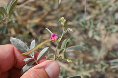 Tephrosia apollinea