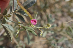Tephrosia apollinea