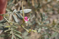 Tephrosia apollinea