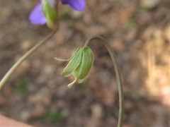 Viola affinis