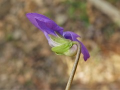 Viola affinis