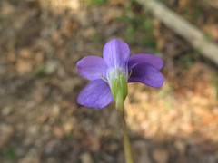 Viola affinis