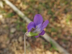 Viola affinis