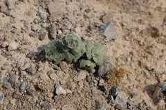 Schweinfurthia imbricata