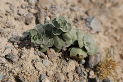 Schweinfurthia imbricata