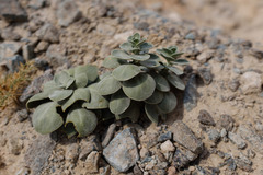 Schweinfurthia imbricata