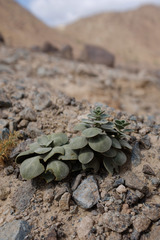 Schweinfurthia imbricata