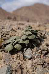 Schweinfurthia imbricata