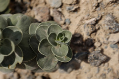 Schweinfurthia imbricata