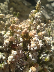 Erica pseudocalycina